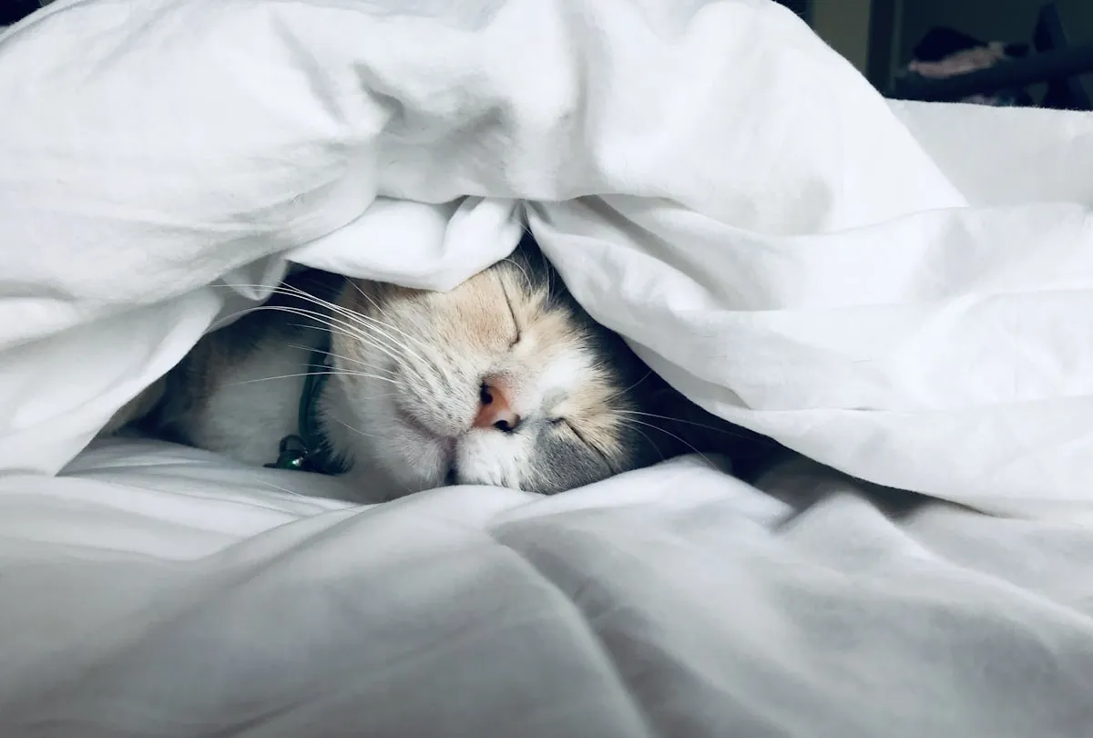 Person sleeping peacefully in a dark bedroom
